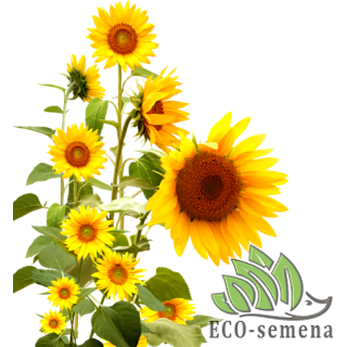 ПОДСОЛНУХ декоративный