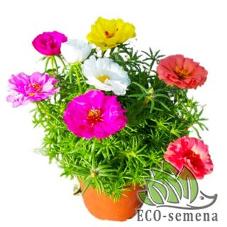 ПОРТУЛАК ПОРТУЛАК