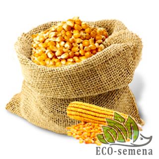 КОРМОВАЯ КУКУРУЗА