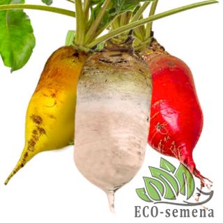 КОРМОВАЯ СВЕКЛА