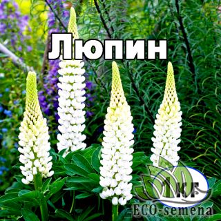 ЛЮПИН