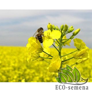 РАПС (РИПАК)