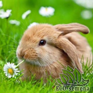 ТРАВА для Домашних Животных