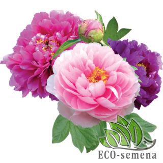 УДОБРЕНИЕ для ЦВЕТОВ