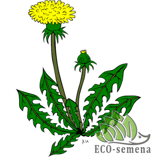 ГЕРБИЦИДЫ ( от сорняков )