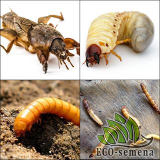 ПОЧВООБИТАЮЩИЕ (МЕДВЕДКА, ХРУЩ, ПРОВОЛОЧНИК)