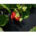 Геоткань Growtex PRO 100 г/м2 ширина 1700 мм (1 метр)