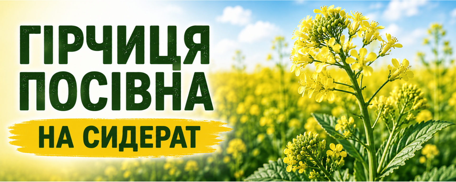 Гірчиця