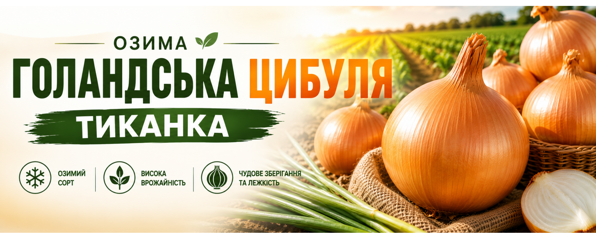 Озима Цибуля