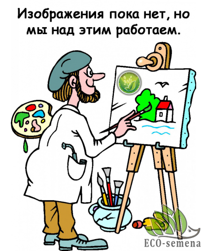 Семена Огурец Цезарь F1 / 1 кг Семена Огурец Цезарь F1 / 1 кг